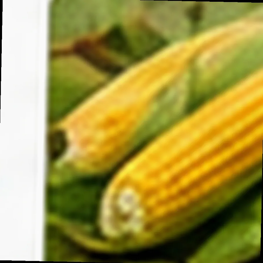 White Corn