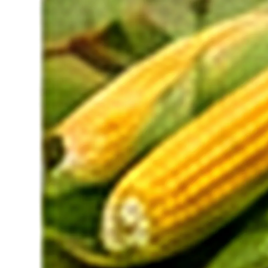 Baby Corn