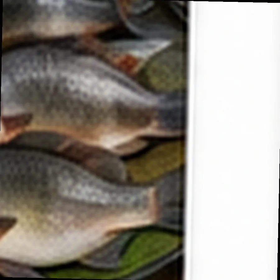 Fresh Tilapia