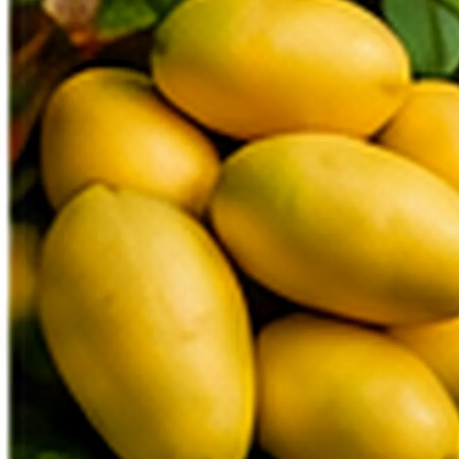 Lakatan Bananas