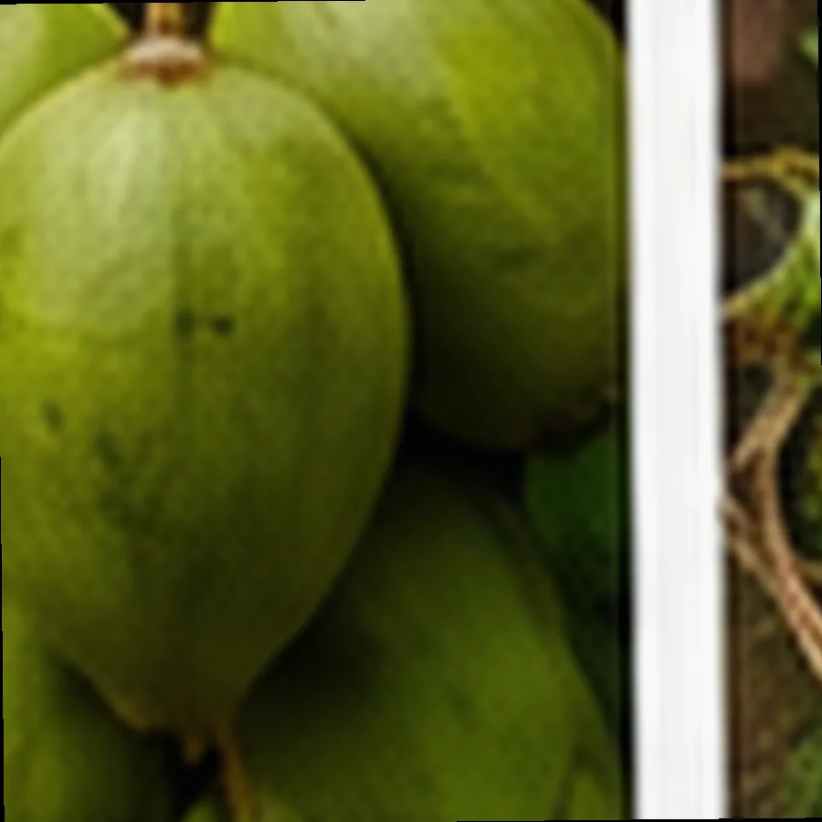 Dragon Fruit