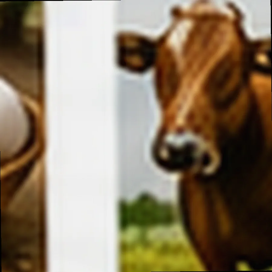 Native Cattle