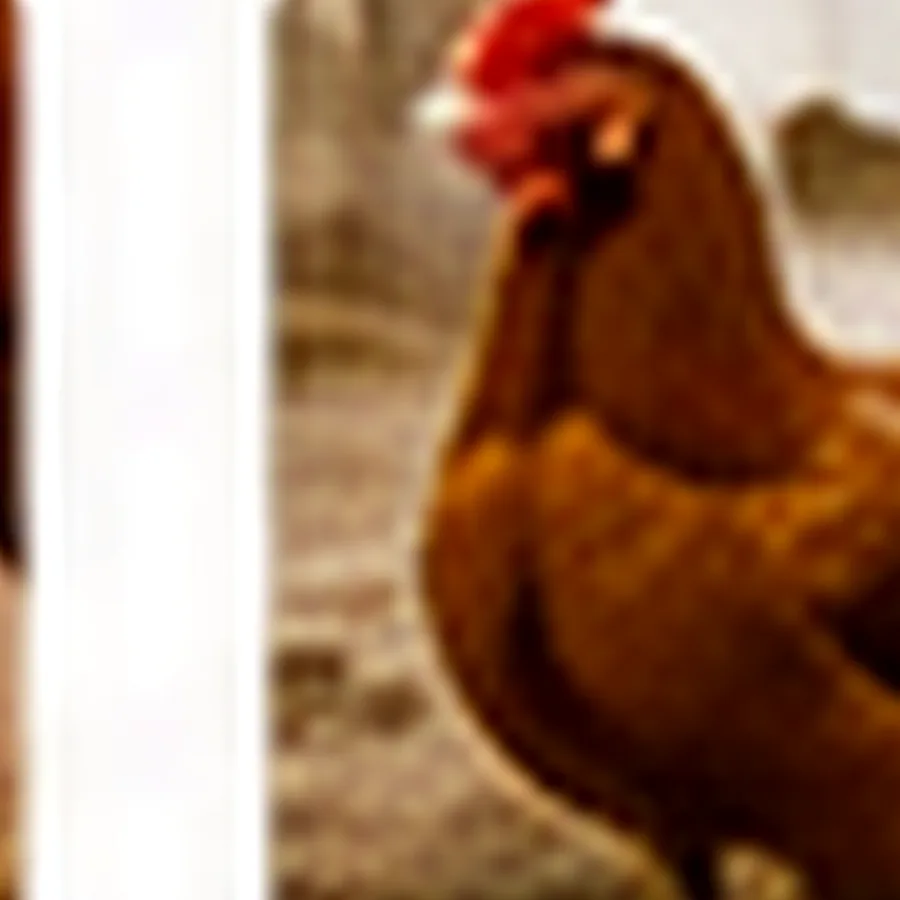 Broiler Chicken