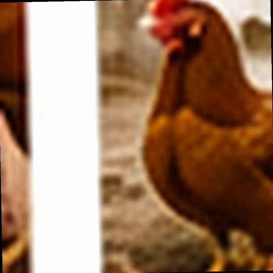 Chicken Breast