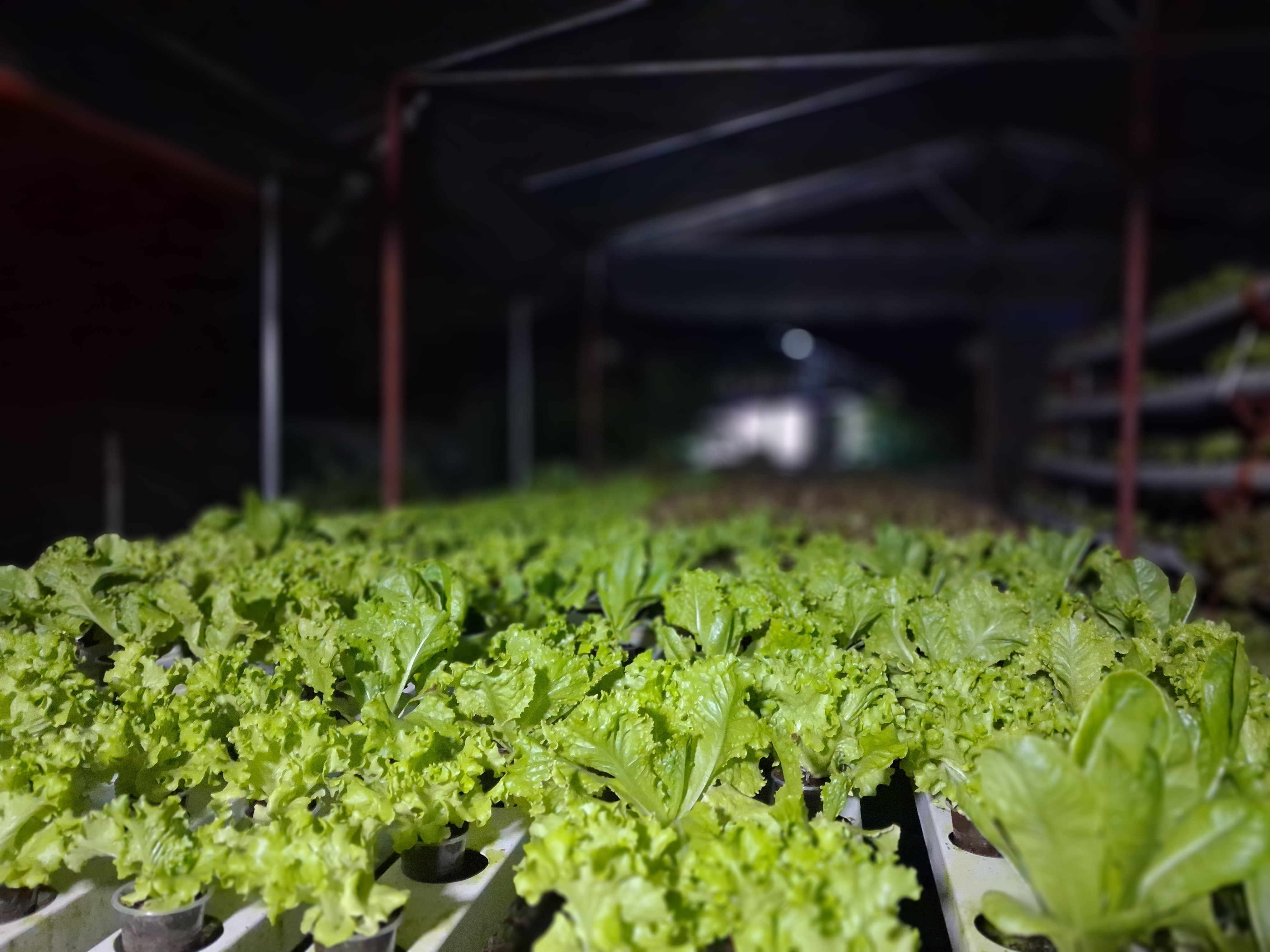 Bukid Fresh Integrated Farms photo 2