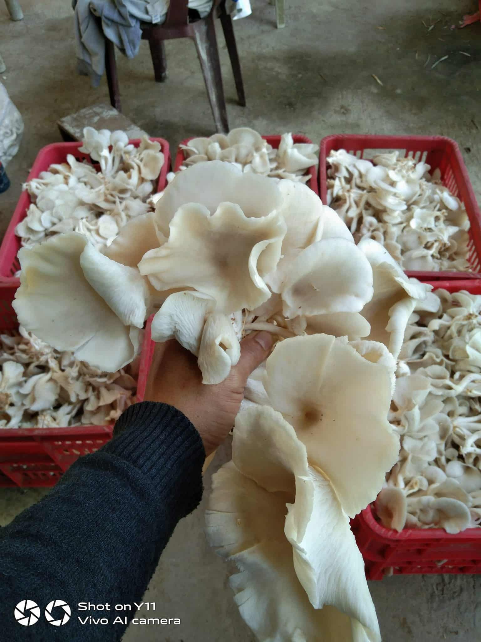 Mushrooms photo 2