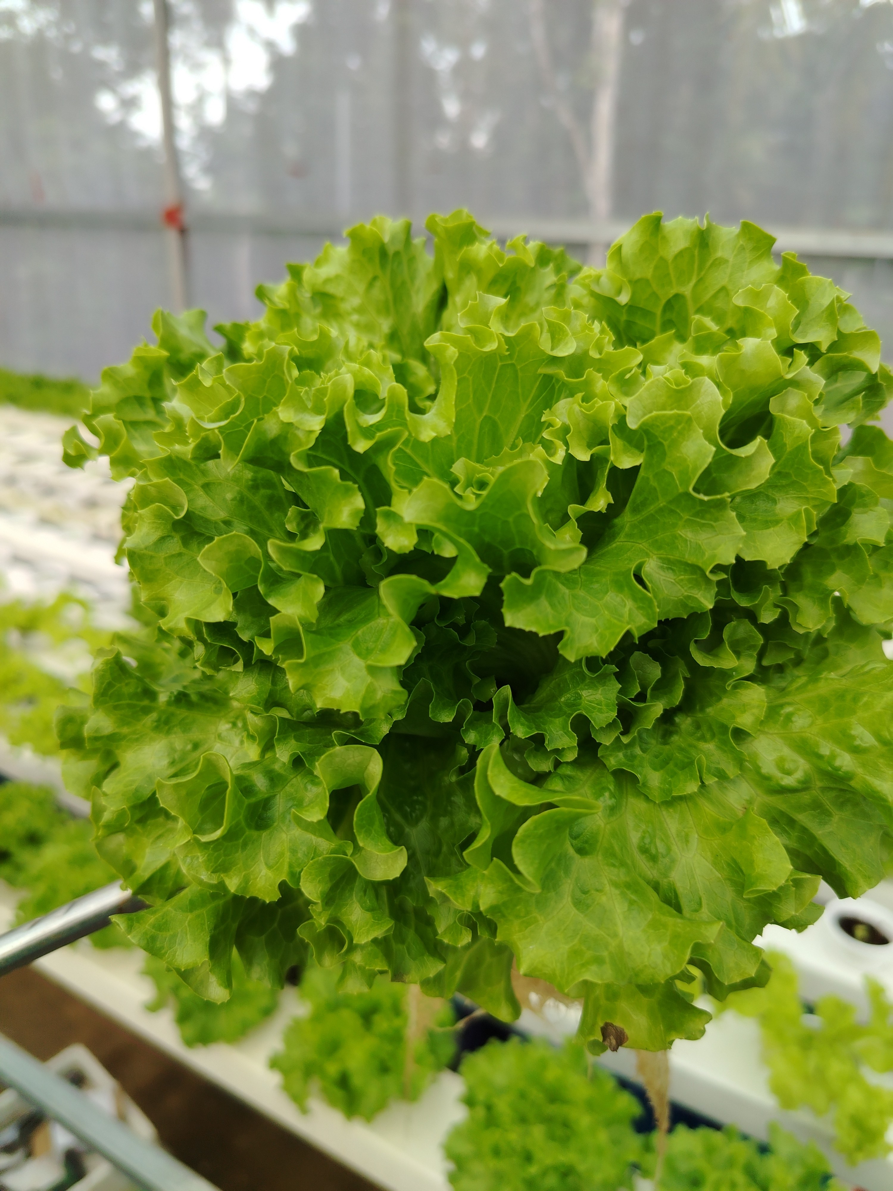 FD Lettuce Garden photo 3
