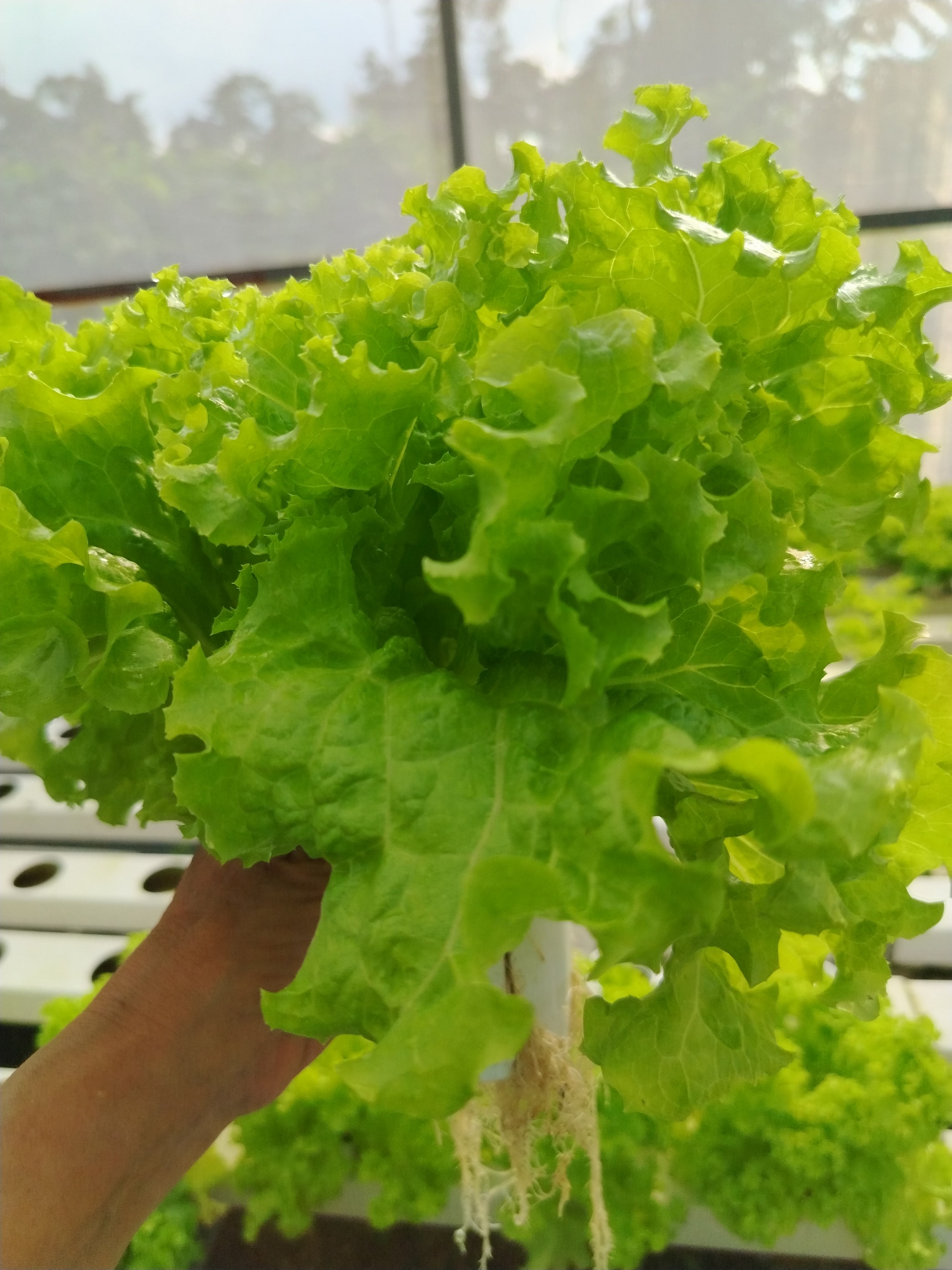 FD Lettuce Garden photo 4