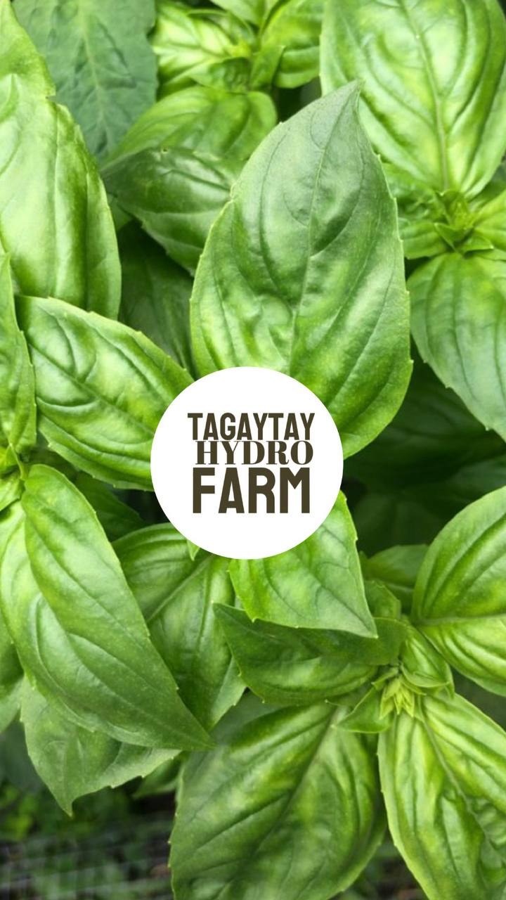 Tagaytay hydro farm photo 3