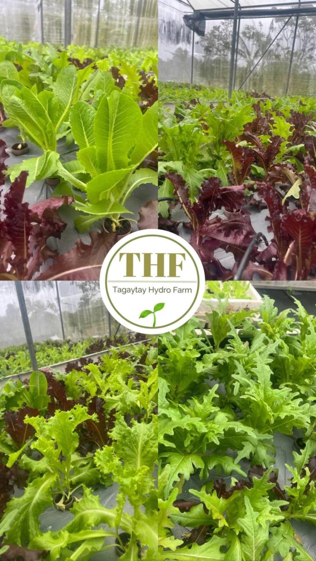 Tagaytay hydro farm