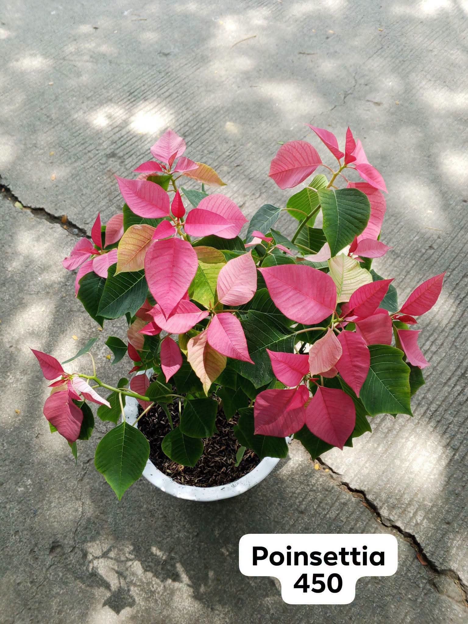 Rj & Zyra's Mini garden photo 6