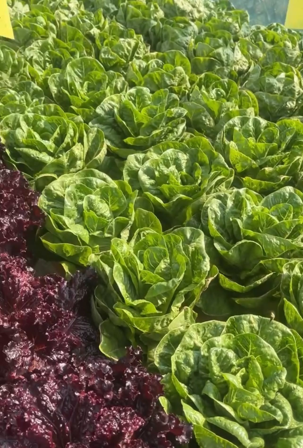 fresh farm picked like all types of special lettuce and hebs photo 2