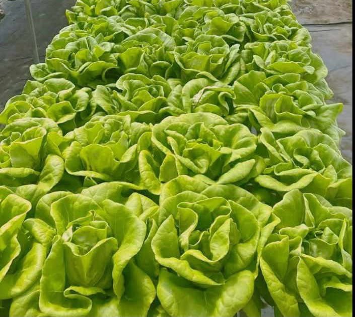 fresh farm picked like all types of special lettuce and hebs photo 4