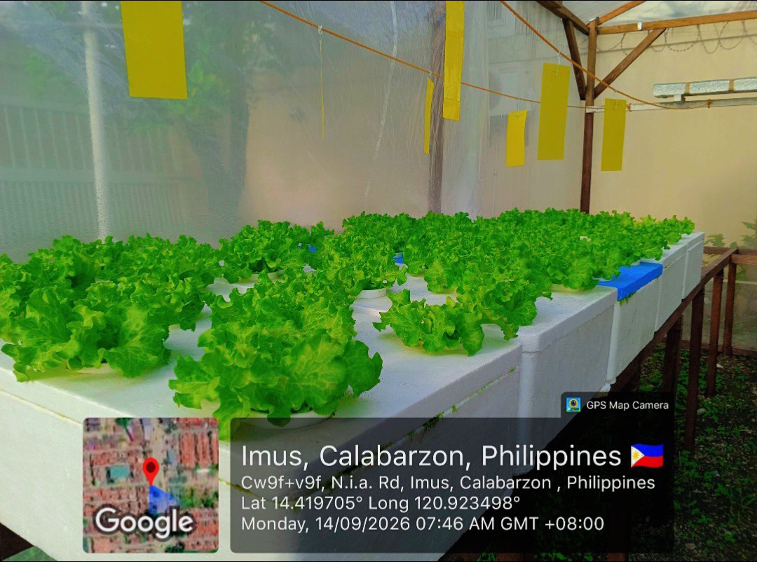 JMD Lettuce Hydroponically Grown photo 6