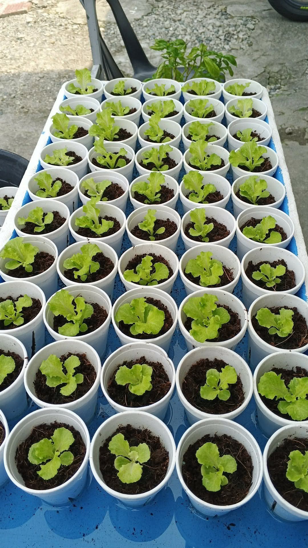 JMD Lettuce Hydroponically Grown photo 3