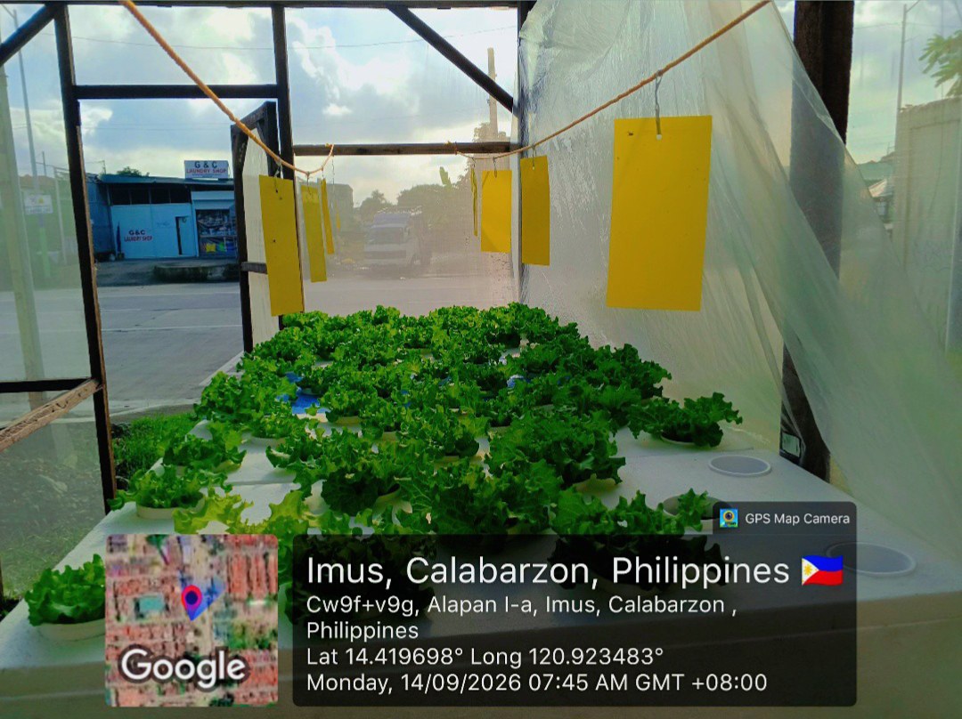 JMD Lettuce Hydroponically Grown photo 5