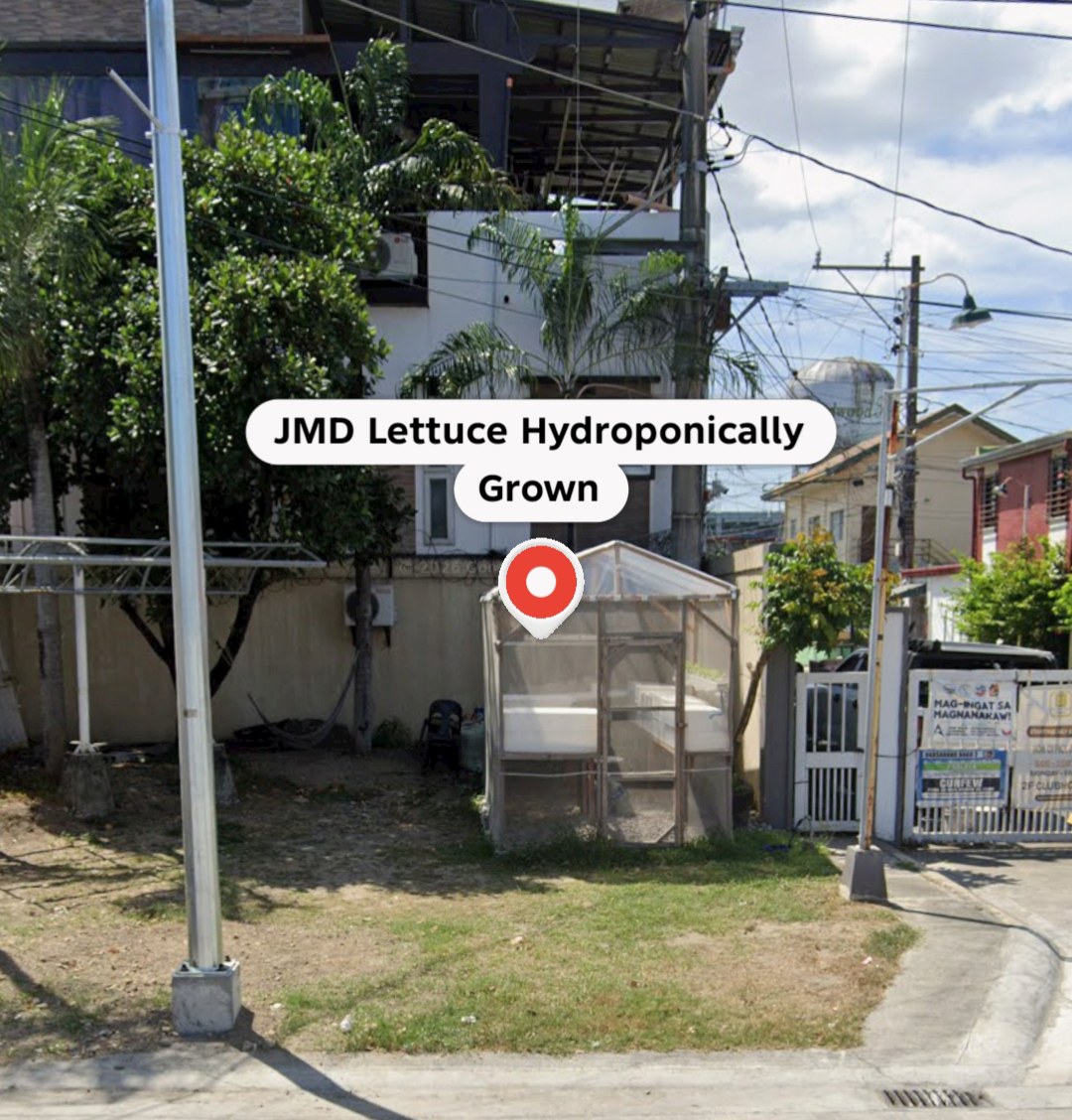 JMD Lettuce Hydroponically Grown
