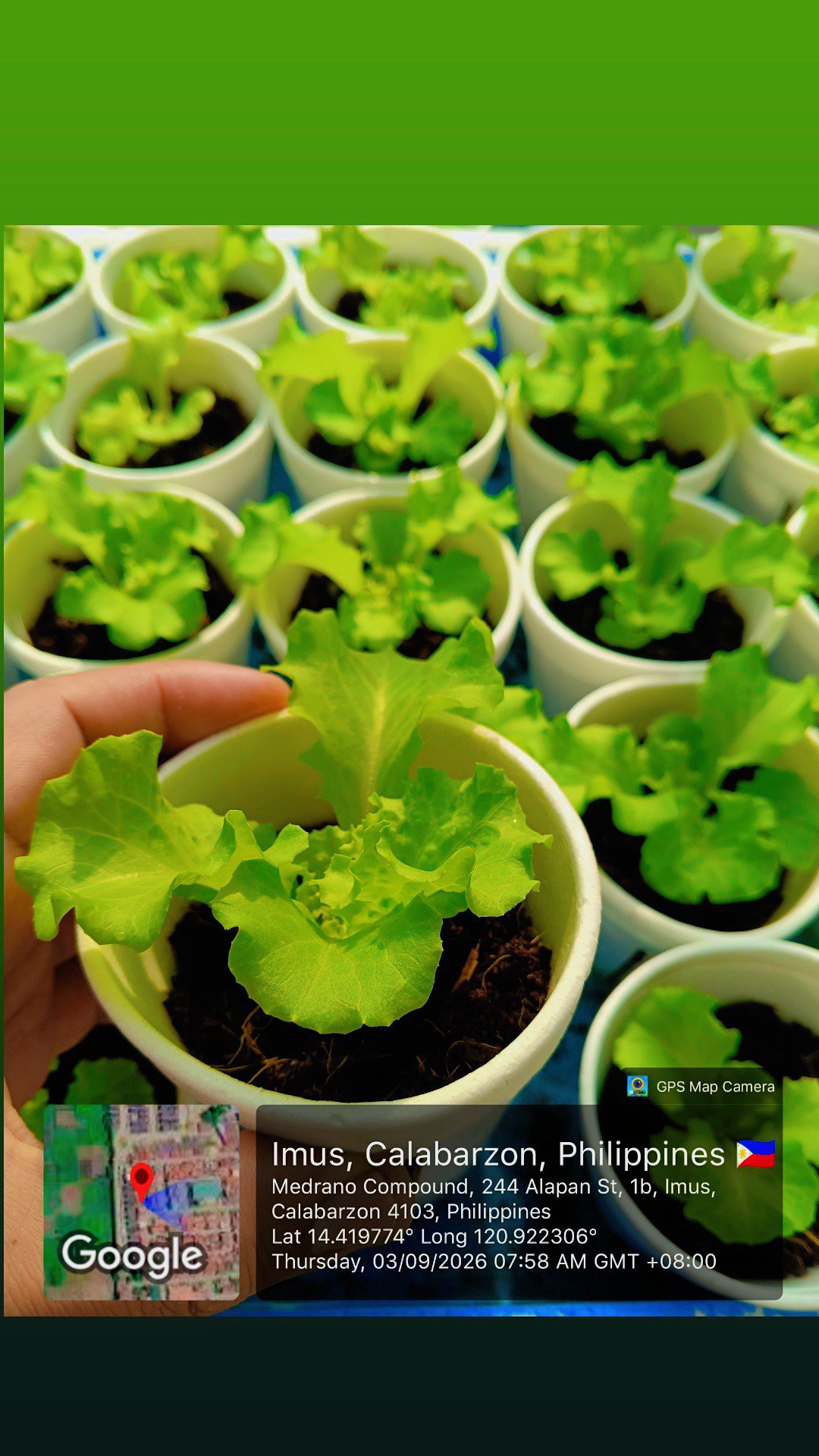 JMD Lettuce Hydroponically Grown photo 4