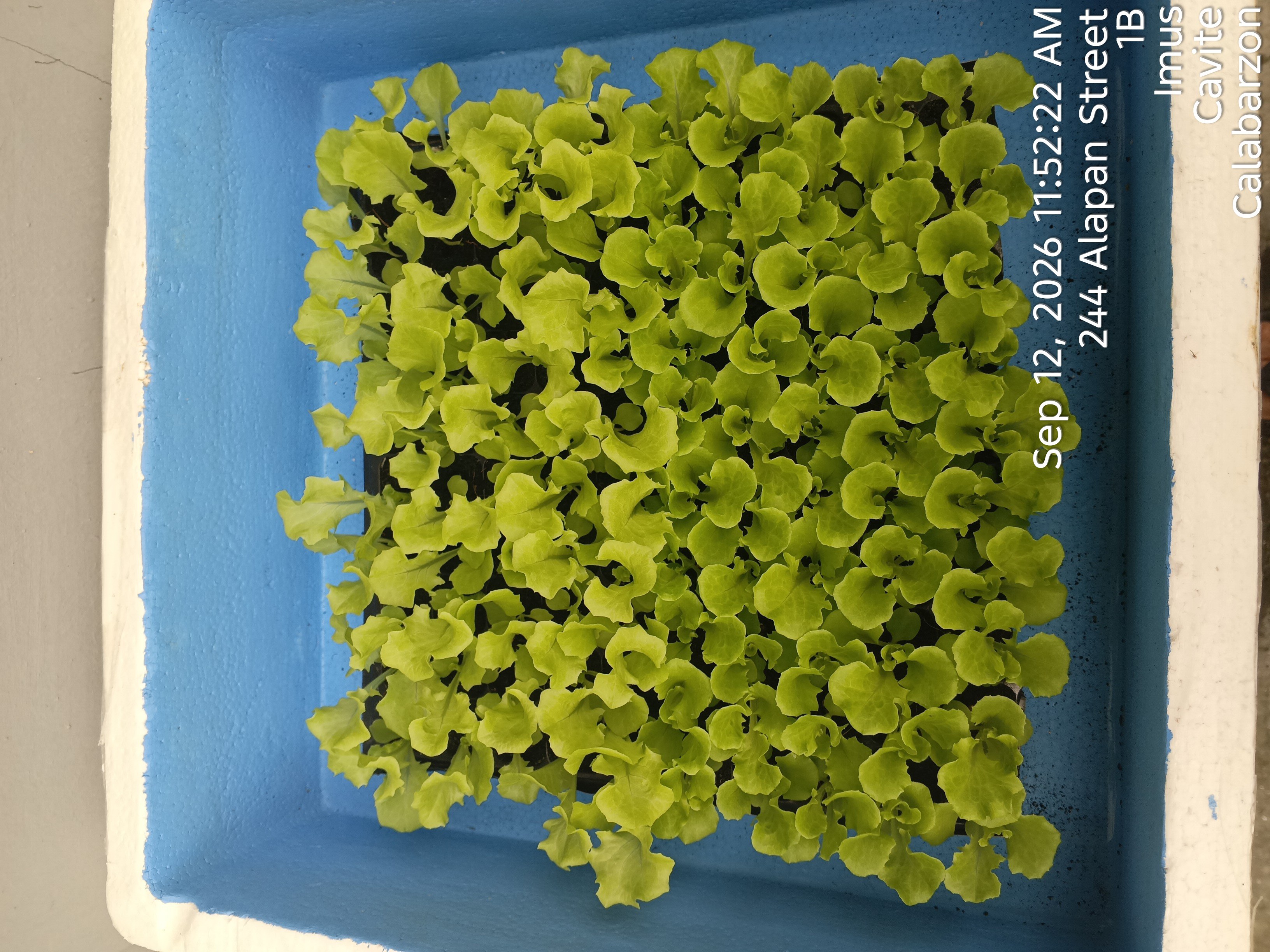 JMD Lettuce Hydroponically Grown photo 2