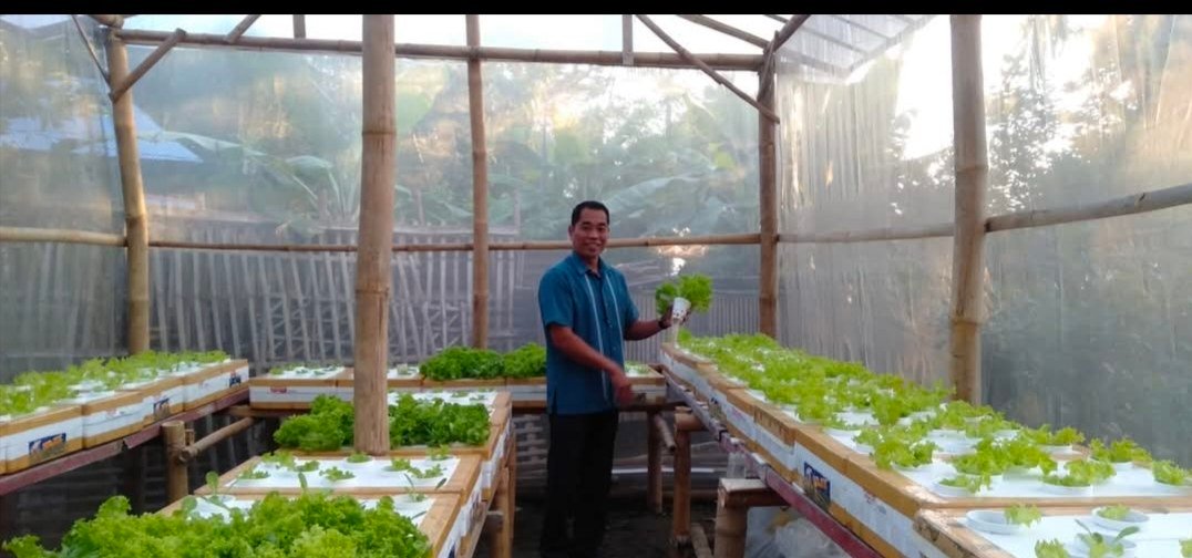 Theo's Hydroponic Farm photo 2