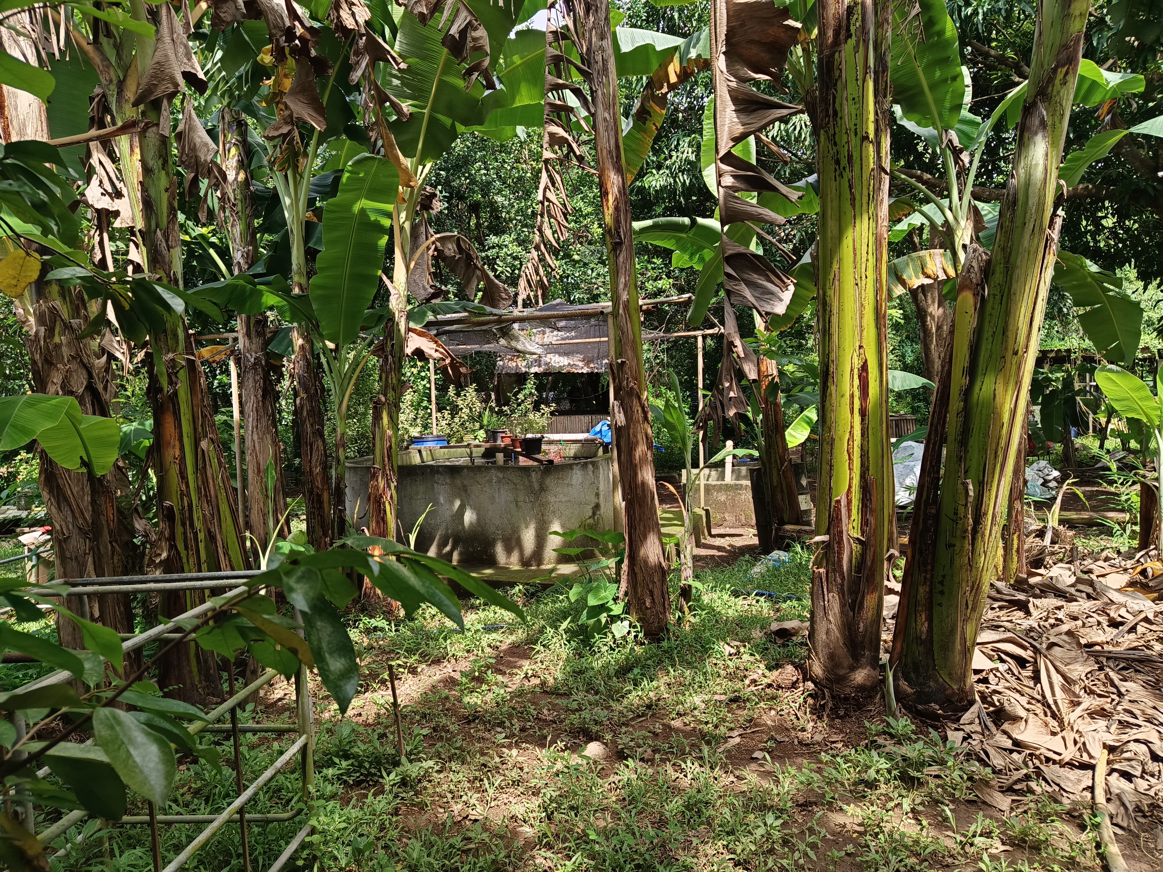 Lukbanan Urban Integrated Natural Farm photo 2