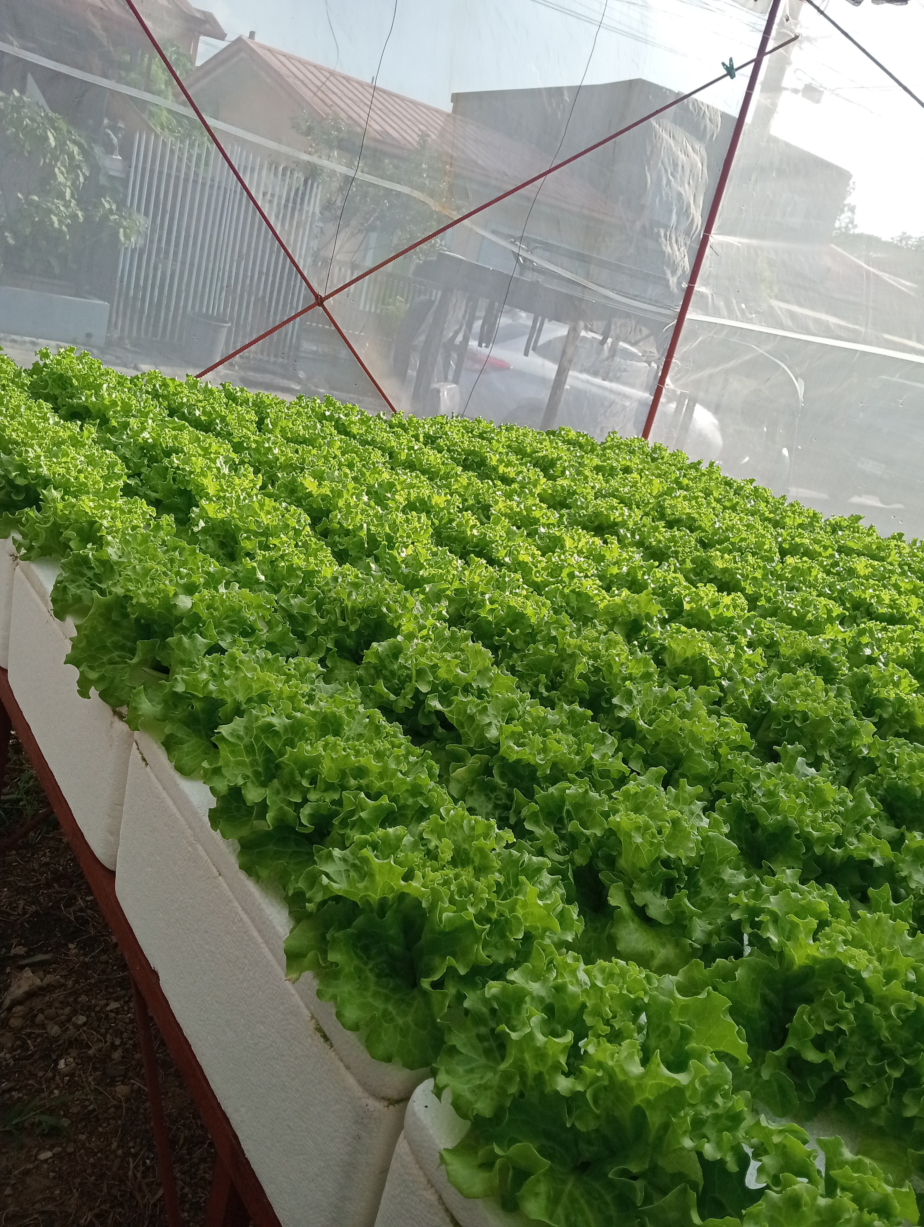 kicyghie hydroponics