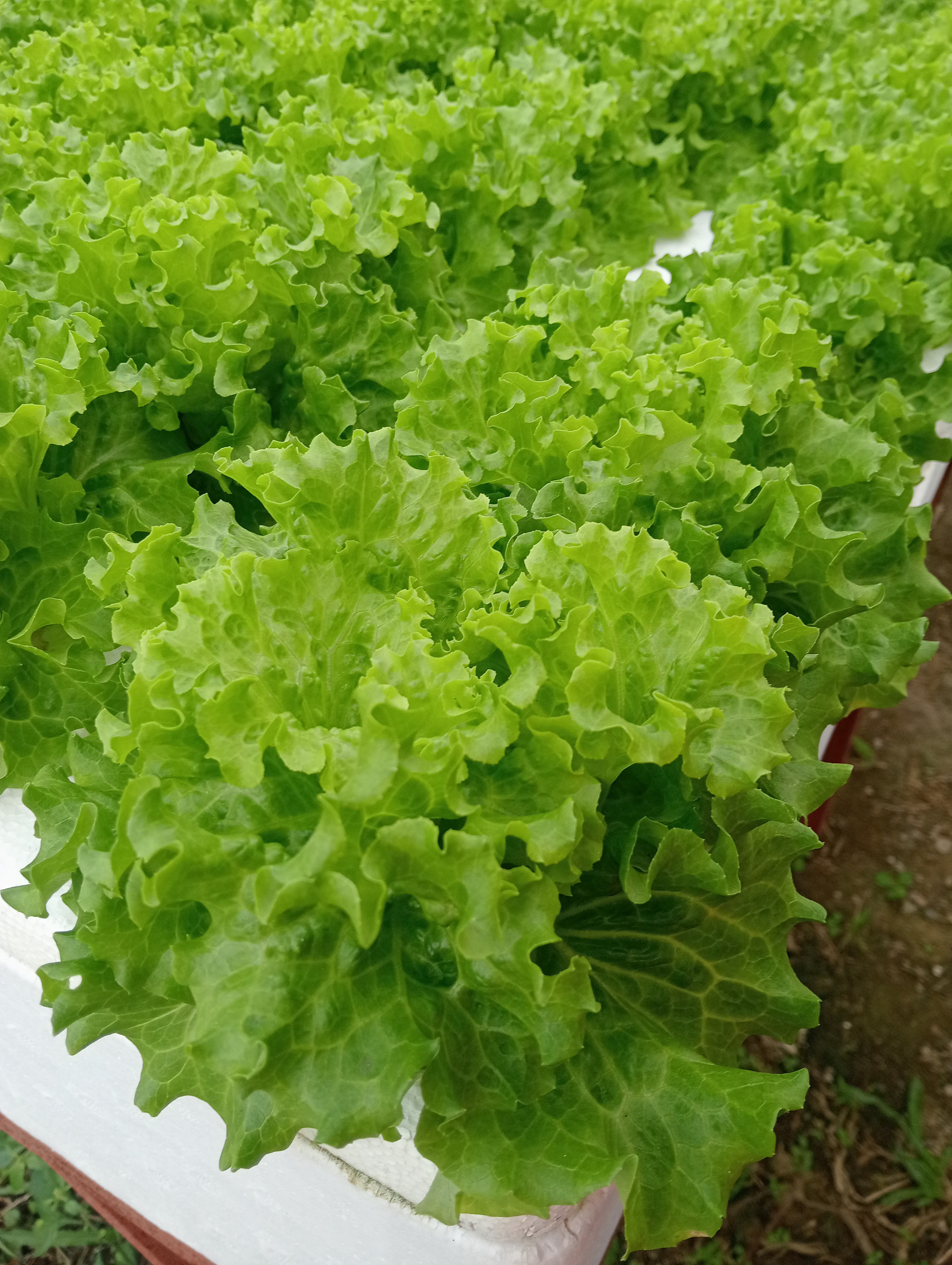 kicyghie hydroponics photo 3
