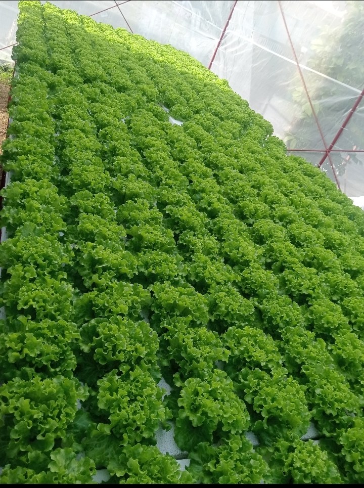 kicyghie hydroponics photo 4