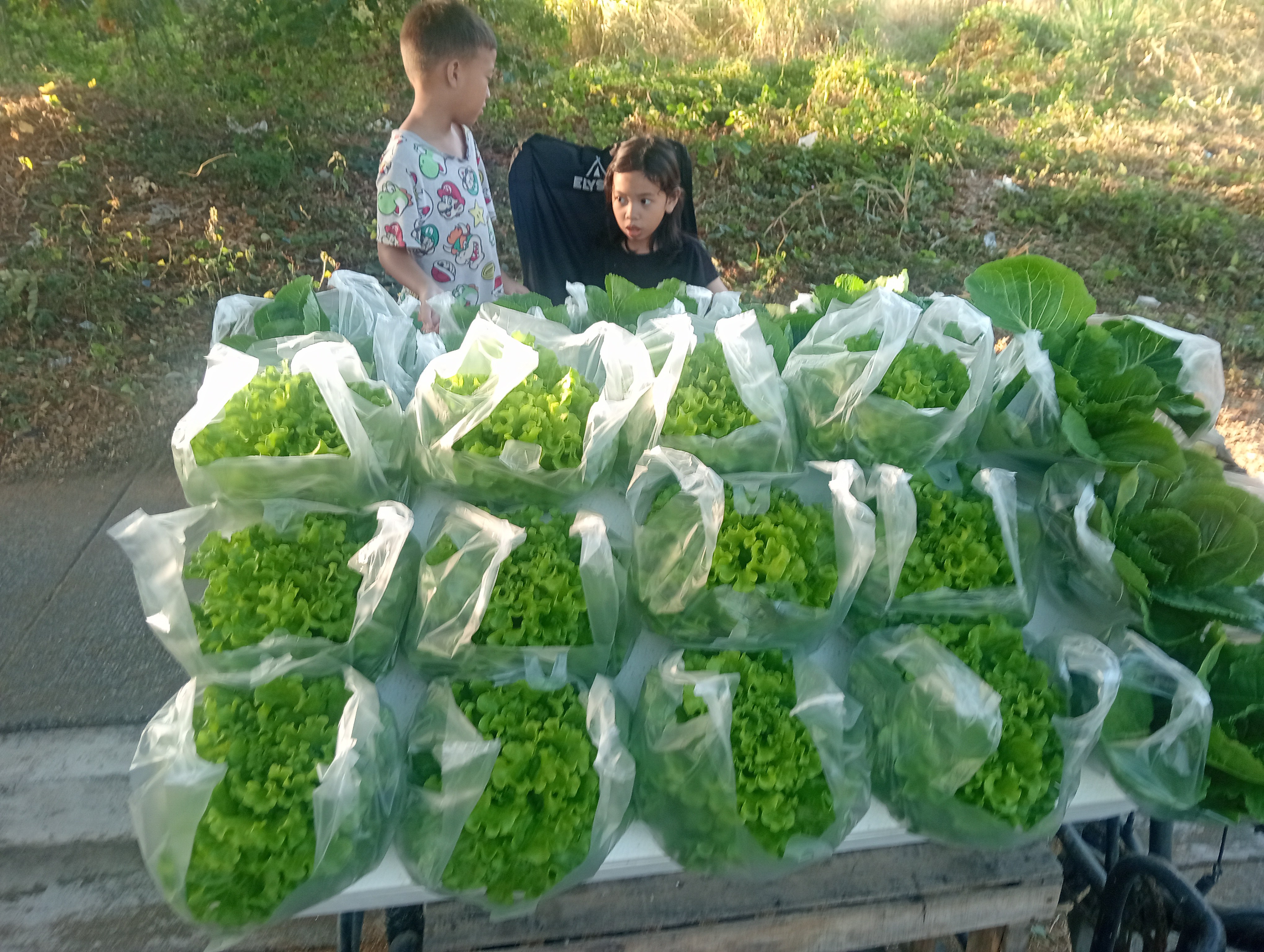 kicyghie hydroponics photo 5