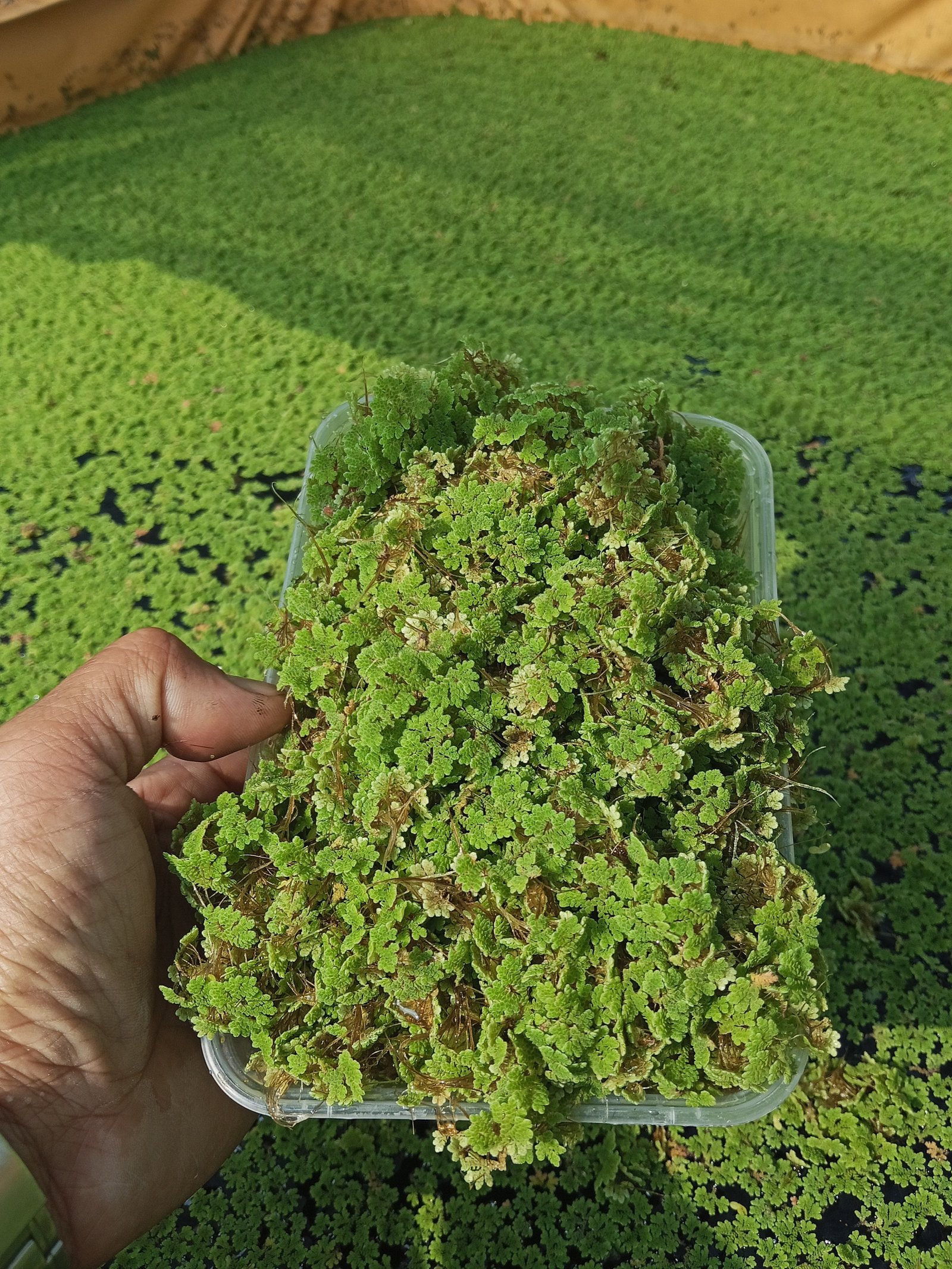 Azolla(Organic Feeds)Patuka photo 3