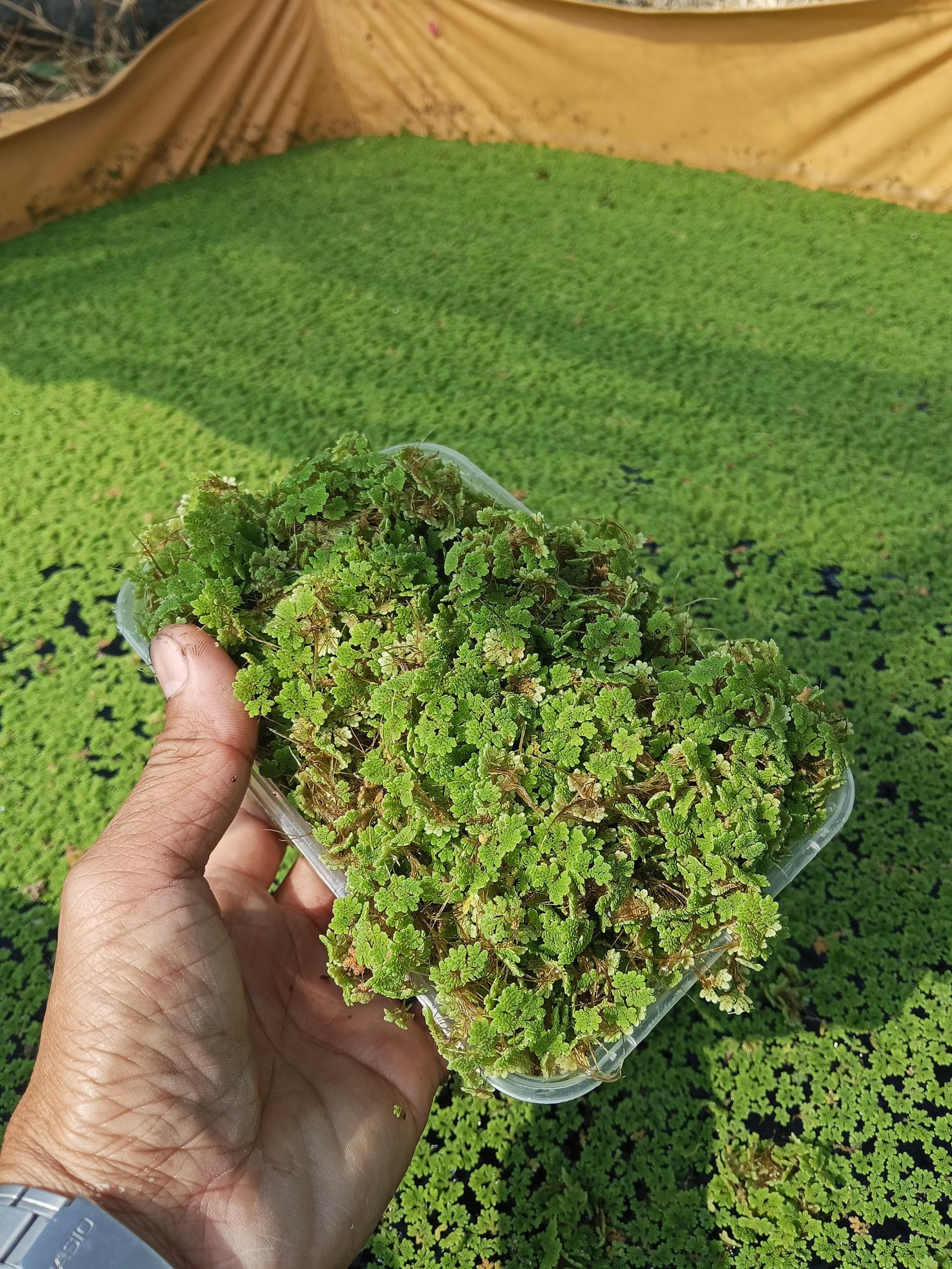 Azolla(Organic Feeds)Patuka