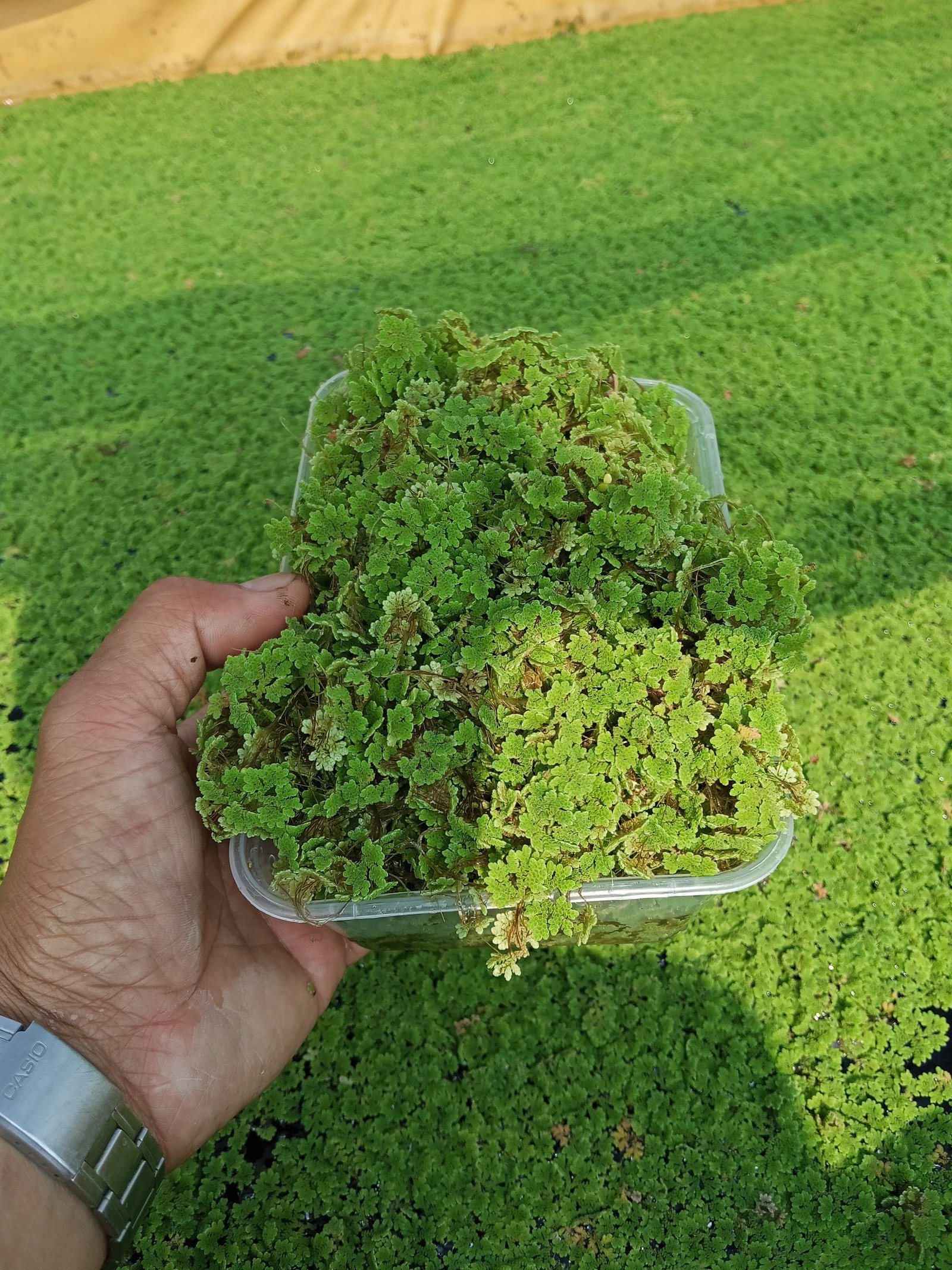 Azolla(Organic Feeds)Patuka photo 2