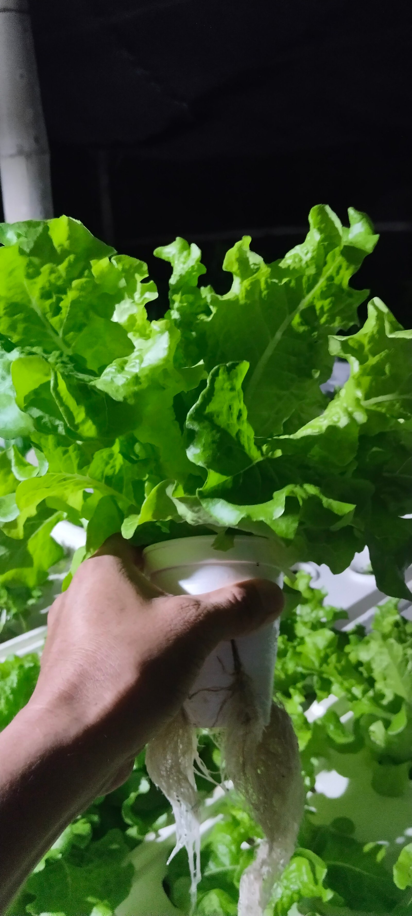fresh Lettuce (olmetie, romaine etc.)