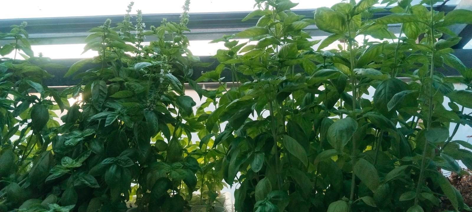 sweet basil