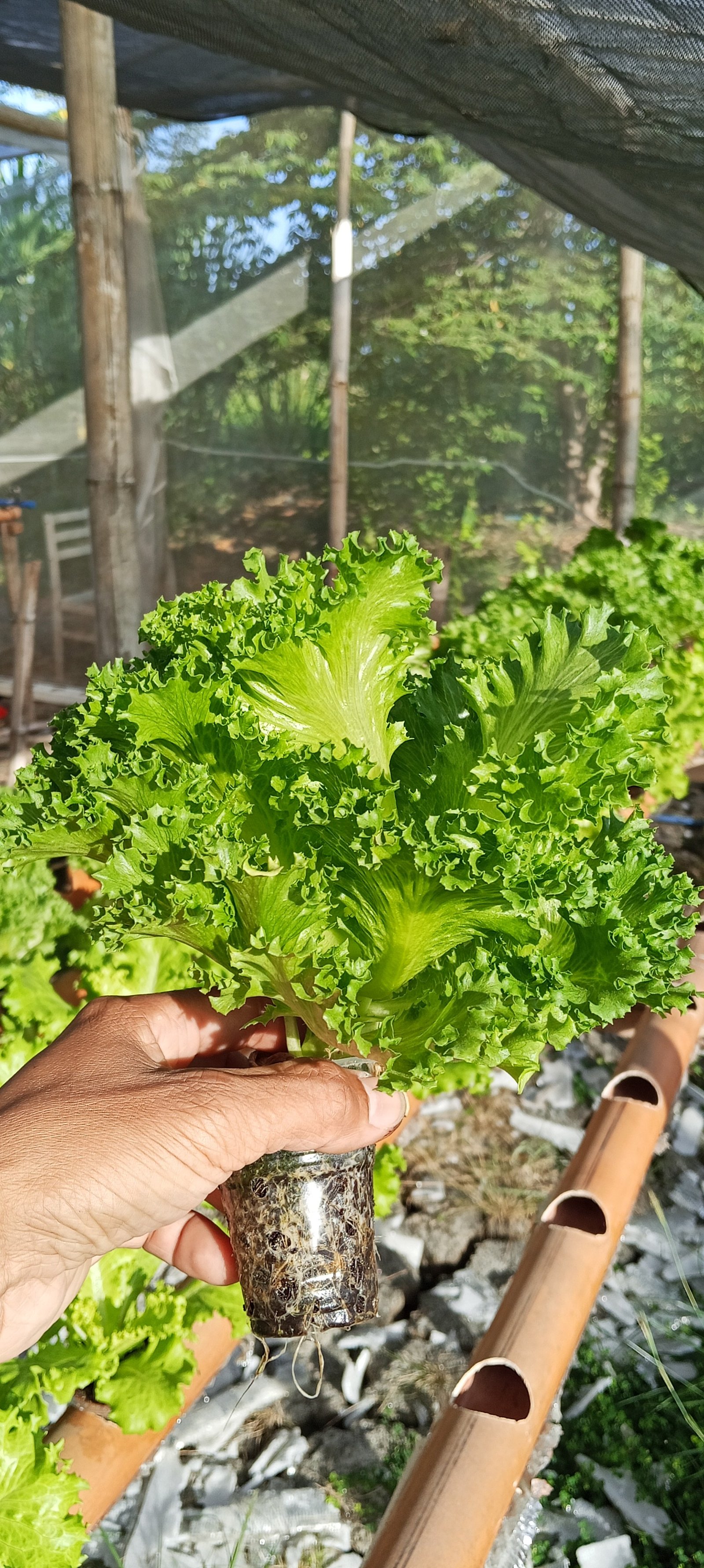 Lettuce(Lalique)