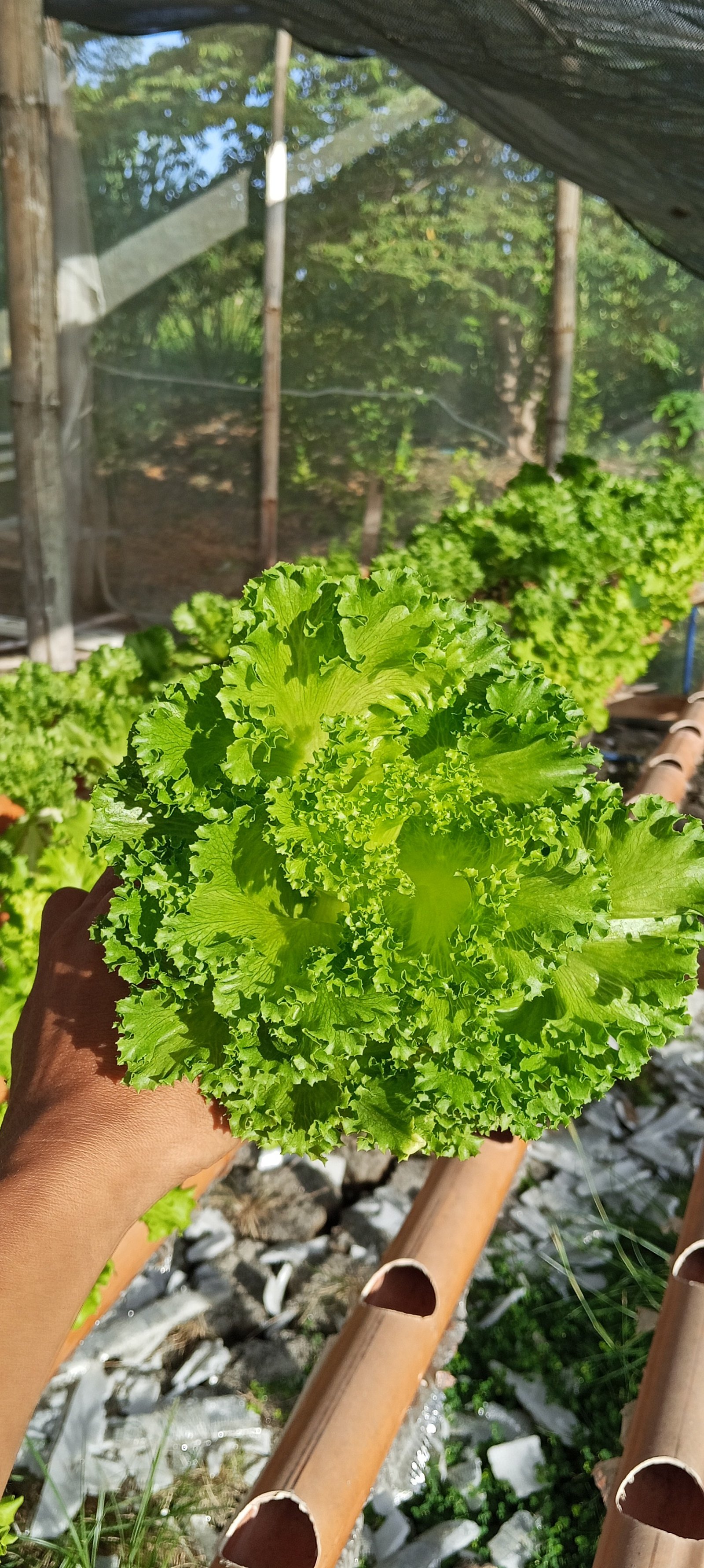Lettuce(Lalique) photo 2