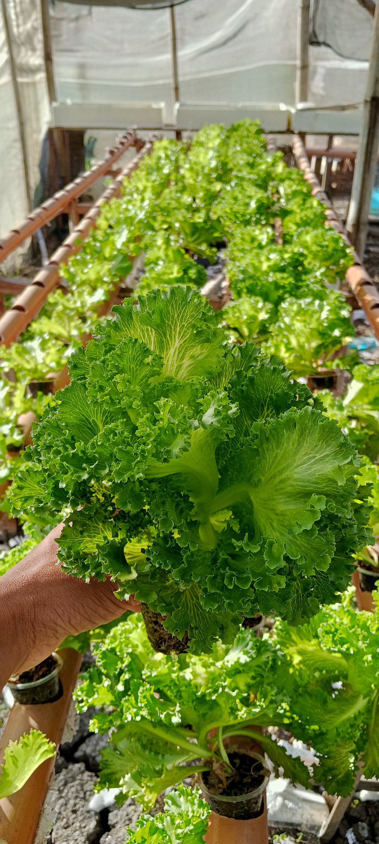 Lettuce(Lalique) photo 3