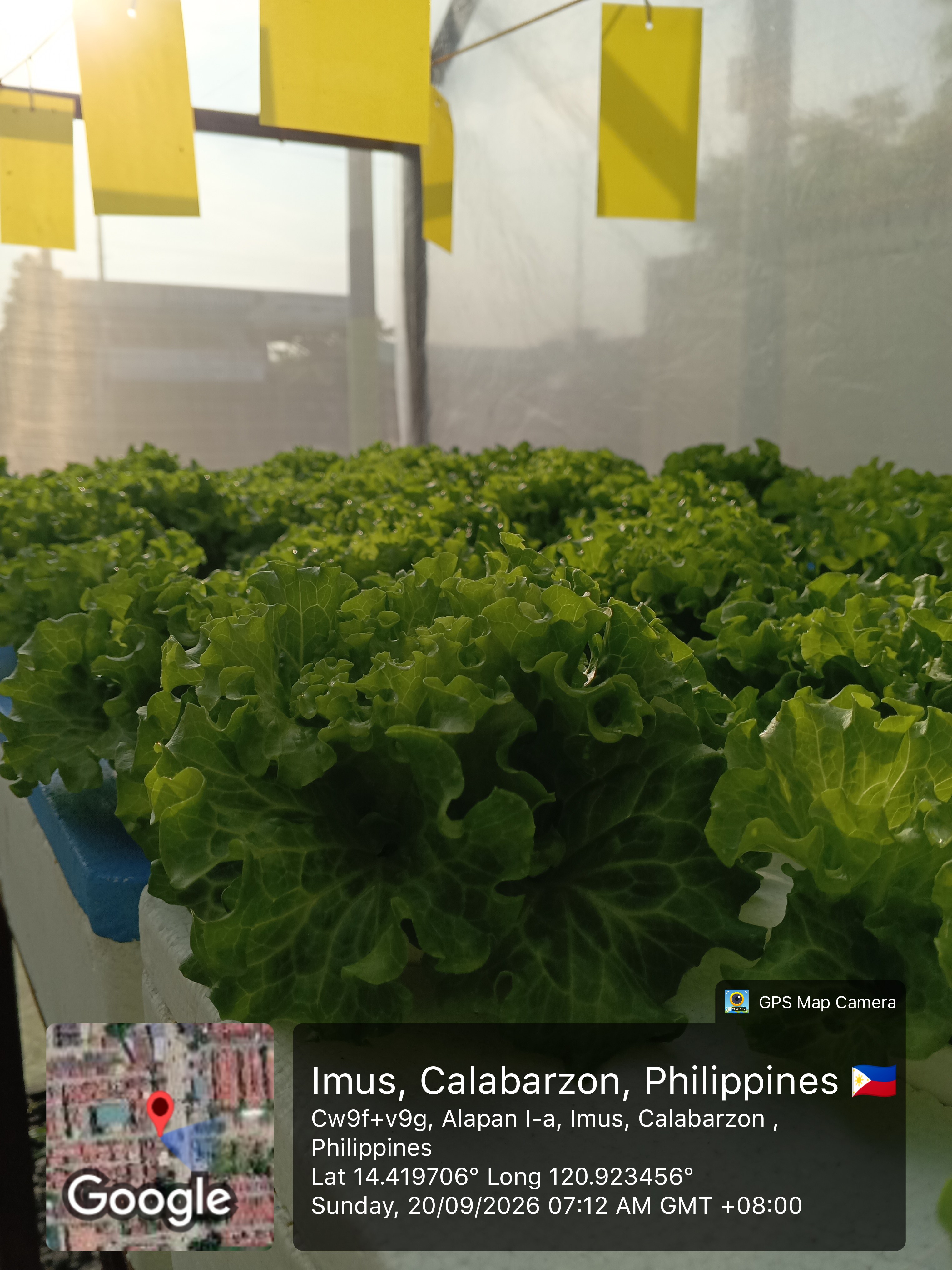 OLMETIE LETTUCE🍀 & LOLLO BIONDA EVELYN LETTUCE🌱 photo 5