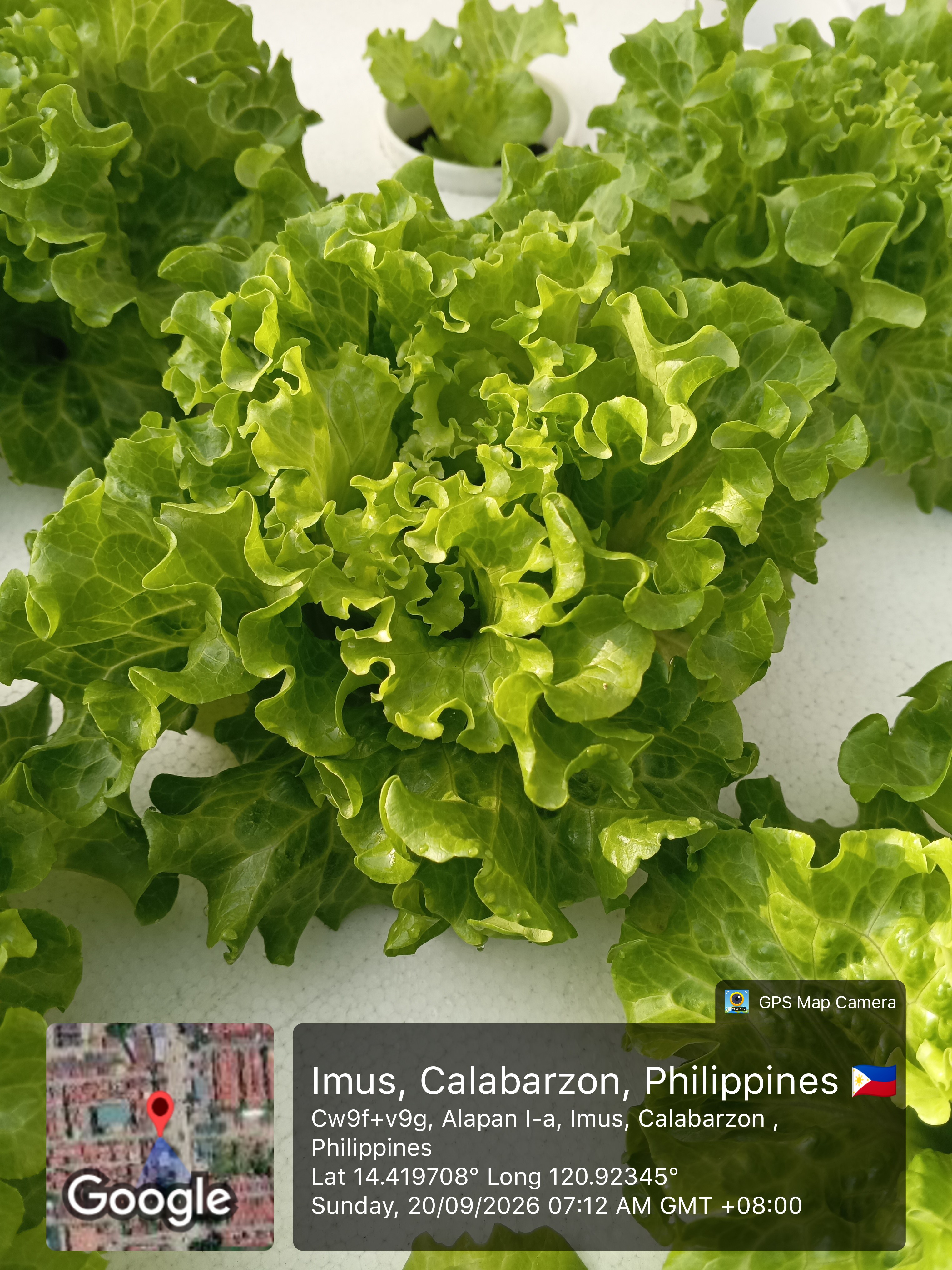 OLMETIE LETTUCE🍀 & LOLLO BIONDA EVELYN LETTUCE🌱 photo 6