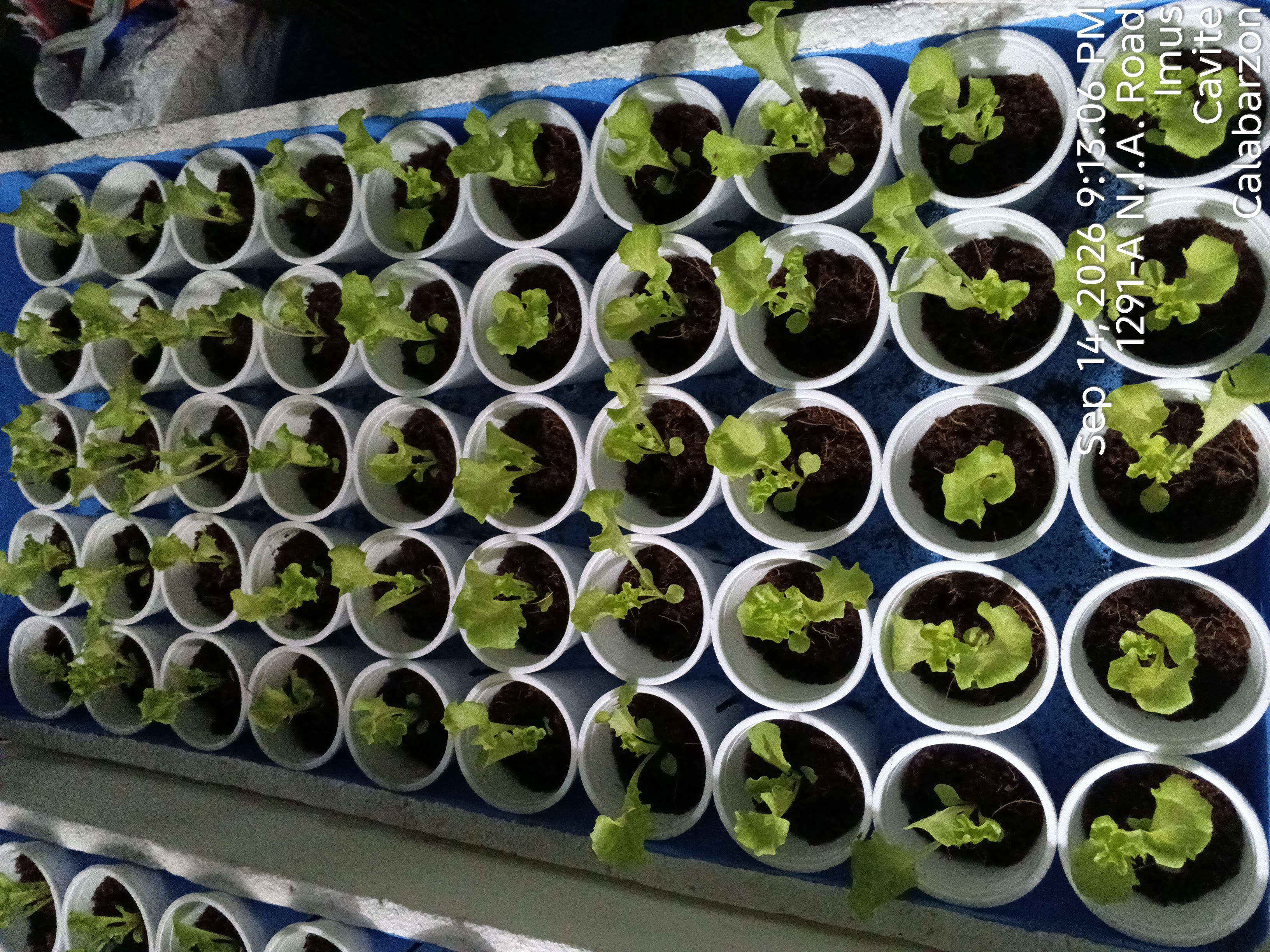 OLMETIE LETTUCE🍀 & LOLLO BIONDA EVELYN LETTUCE🌱 photo 2