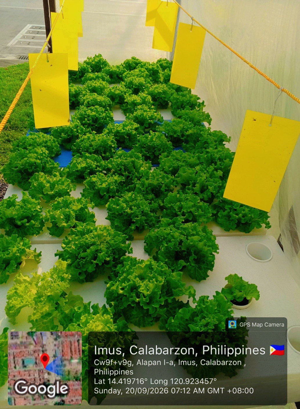 OLMETIE LETTUCE🍀 & LOLLO BIONDA EVELYN LETTUCE🌱 photo 4