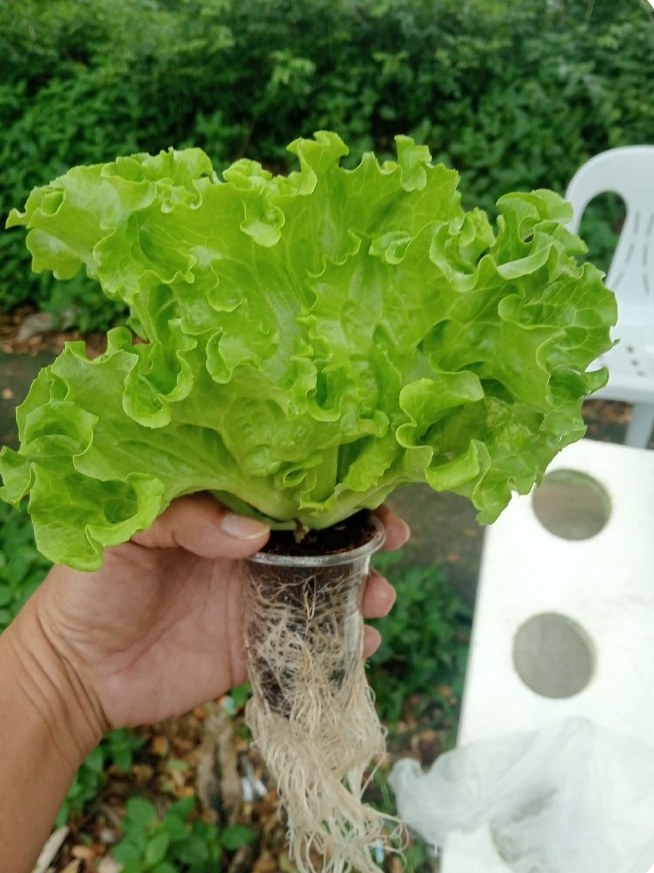 fresh olmetie lettuce photo 2