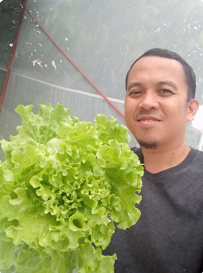 fresh olmetie lettuce