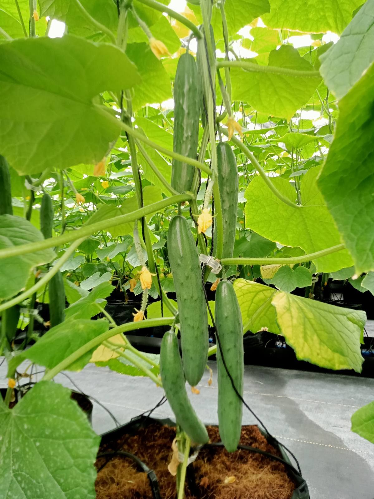 Japanese cucumber 🥒 photo 4