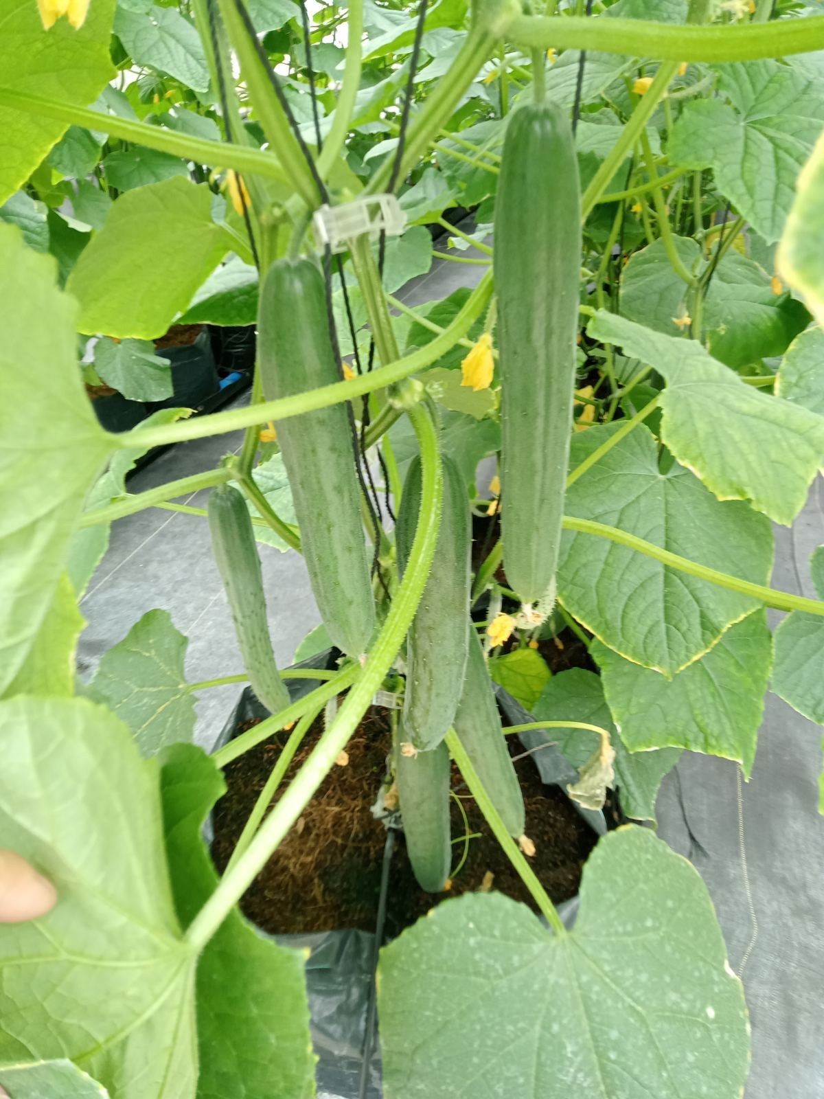 Japanese cucumber 🥒 photo 5