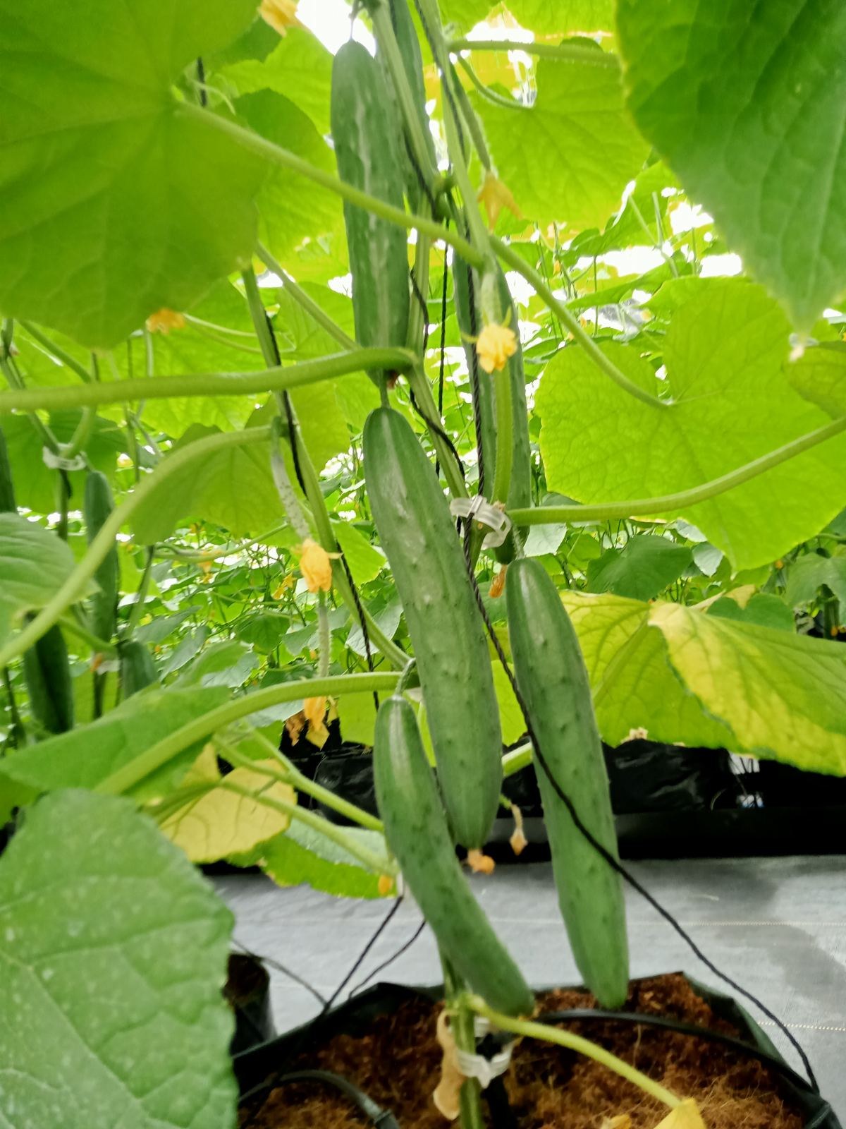 Japanese cucumber 🥒 photo 2
