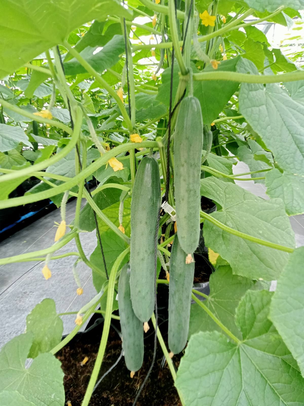Japanese cucumber 🥒