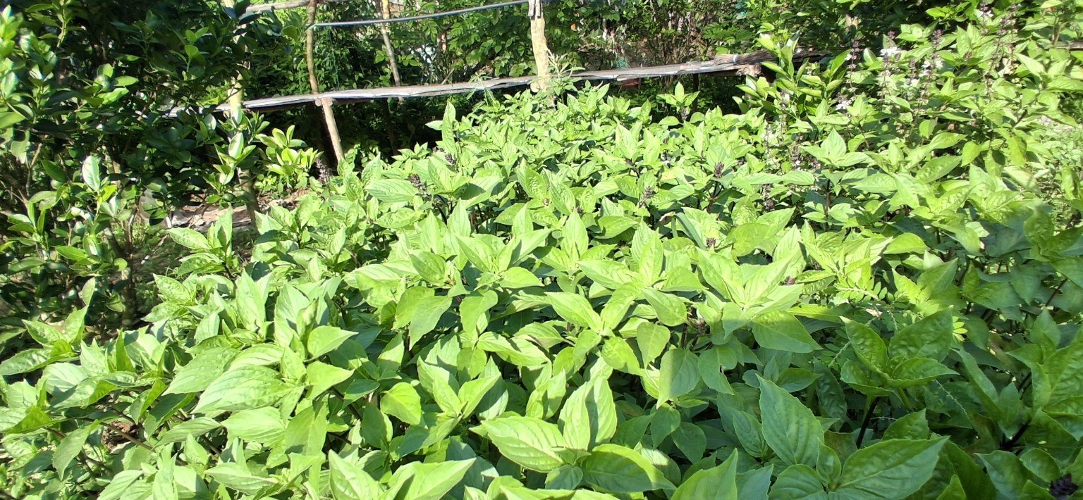 Thai Basil