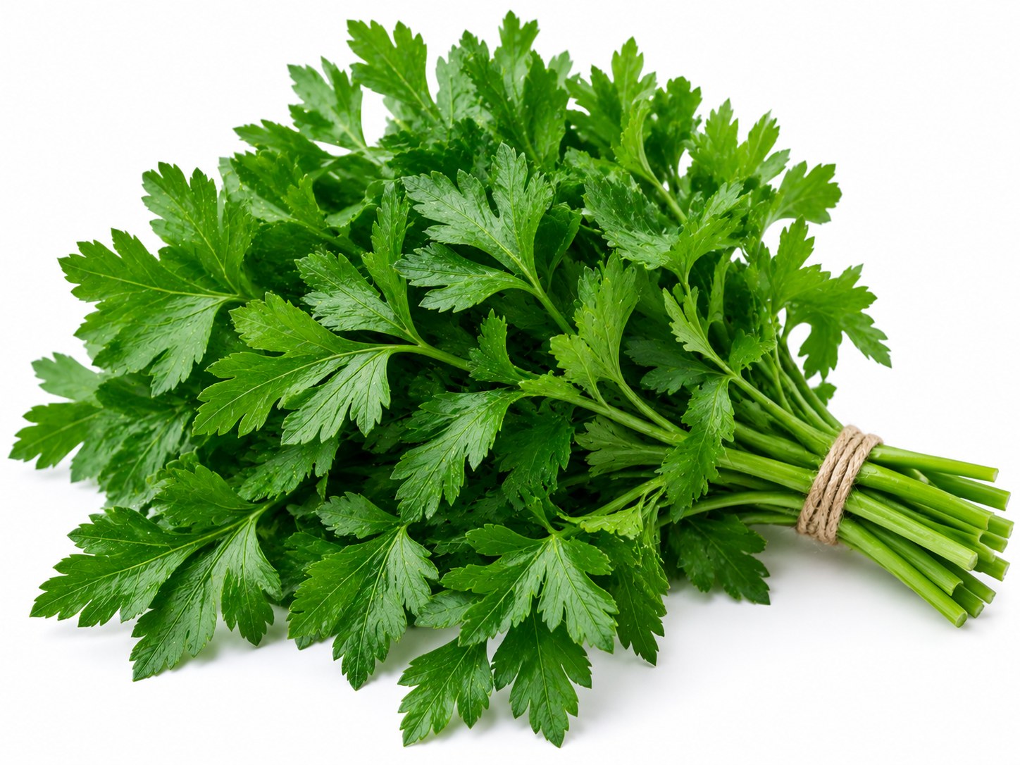 Flat Parsley