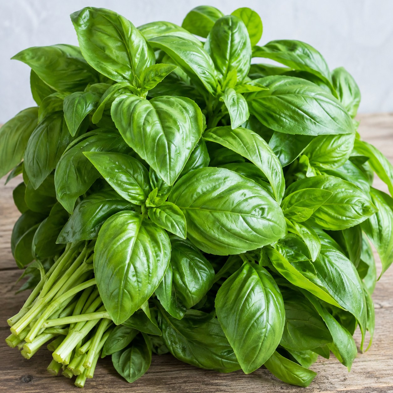 Sweet Italian Basil